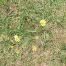 꽃이 좋아 이미지