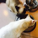 고양이PC&카페 이미지