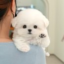 미유펫 강아지고양이 구미점 이미지