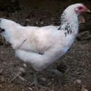 통일농장 이미지