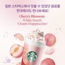 핑크 체리 | 스타벅스 체리블라썸 백도 크림 프라푸치노 후기｜핑크 비주얼 끝판왕 봄 신메뉴 리뷰