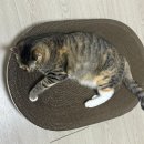멍냥이그루밍