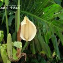 몬테스테라 아단소니 Monstera Adansonii 이미지