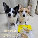 멍루아 펫살롱 | (강아지 간식 추천)너한개나한개 멍치킨 강아지수제간식 급여 후기