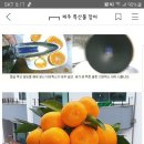 껍질까지 먹을수 있는 올레길님 조생귤 10kg 나눔합니다(손맛김치님 맛김치와 곤짠지 받게되어서요^^) 이미지