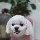 다온 펫 살롱 이미지