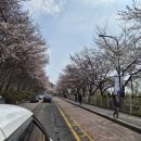 광교산이주는밥상만들기 | 벛꽃명소 광교산 맛집 폭포농원 바베큐고기 냉묵밥 솔직후기