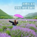 동해 무릉별유천지, 요즘 SNS 난리 난 라벤더축제 솔직후기 및 주차 팁