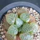 수정-101 이미지