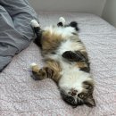 센트럴종합동물병원 이미지