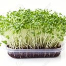 새싹슈퍼 이미지