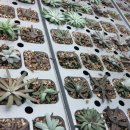 청도농장 이미지