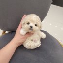 강아지분양 애견분양 꽃강아지 광진점 이미지