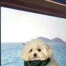 복슬 강아지 이미지