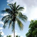 구제나라 이미지