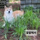 즐거운농장 이미지