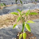 쑥쑥한우농장 이미지