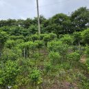 무궁화꽃이피었습니다 이미지