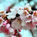 능수벚꽃나무 이미지