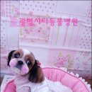 광명시티동물병원 이미지