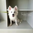 개깎는중 이미지