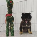 쁘띠멍살롱 이미지