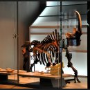 태백고생대자연사박물관 이미지