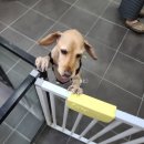 헬로도그맘 | 안양 비산동 애견 미용 추천 중형견 (강아지 빡빡이 위생미용) feat.내돈내산