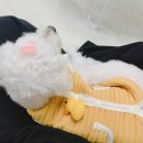 도그랑힐스 | 청천동 애견미용 도그랑힐스 ㅣ 그랑힐스 근처 가성비 좋은 강아지 미용 목욕 추천 ㅣ 내돈내산 솔직후기
