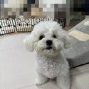 이뿌개 | 영등포 애견미용 이뿌개 비송 위생미용 후기