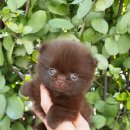 메르시몽프레 포메분양&애견카페 이미지