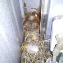 오미자희망마을 이미지