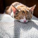 고양이 발바닥 이미지