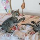 고양이랑 이미지