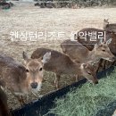 고성목장 | 켄싱턴리조트 설악밸리 디너 할인 바젤 강원도 고성 감성숙소