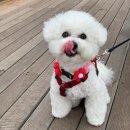 댕댕이아지트 이미지