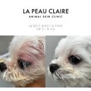 선릉동물병원 | 선릉역동물병원, 강아지 아토피 이제는 '근본 치료'를 생각할 때입니다