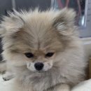 종로애견미용 이미지