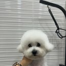 엘린퍼피 이미지