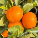 황금향 5kg 19,900원 무배 이미지