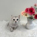 코코멍냥 이미지