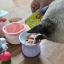 미오고양이 습식파우치 사료 태국브랜드 고양이 간식 주문 후기