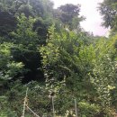 신월동244 이미지