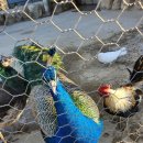 강릉 쌍둥이 동물농장 이미지