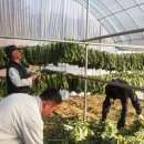 원리영농조합 이미지