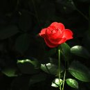 장미관문 이미지