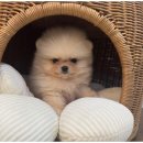 도그마루 이미지