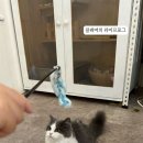 캠핑 고양이 이미지