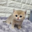 르샤보떼