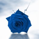 로즈피부과의원 이미지